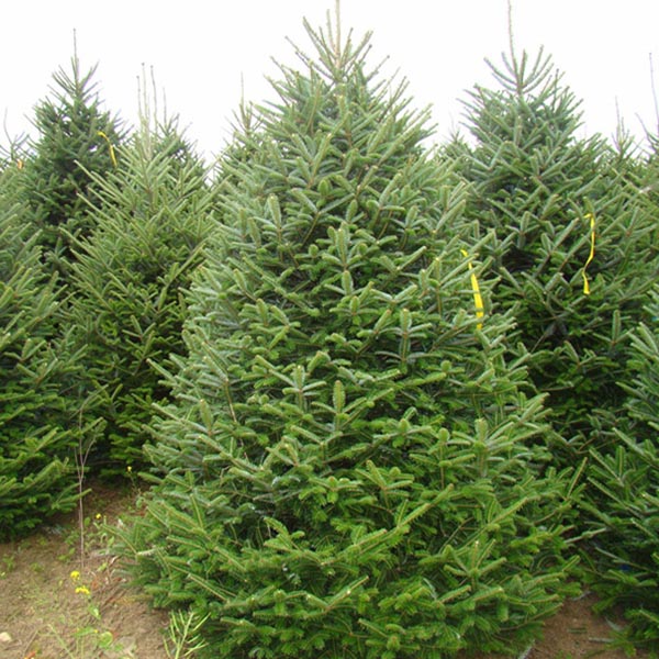 Fraser fir Wholesale Christmas Tree Farms