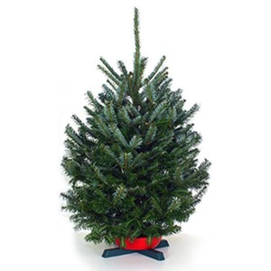 tabletop fraser fir