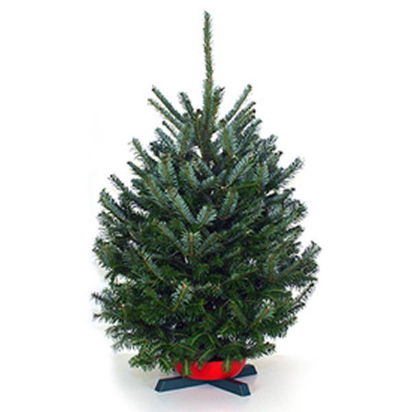 Fraser Fir Trees - NC Christmas Trees Association