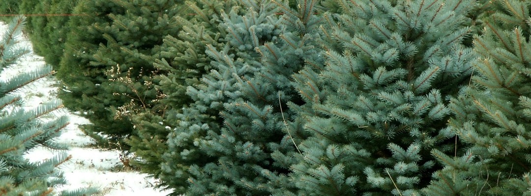 fraser fir trees