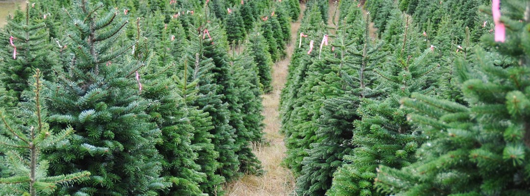 fraser fir trees