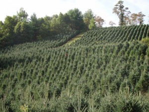 north carolina wholesale christmas tree farms