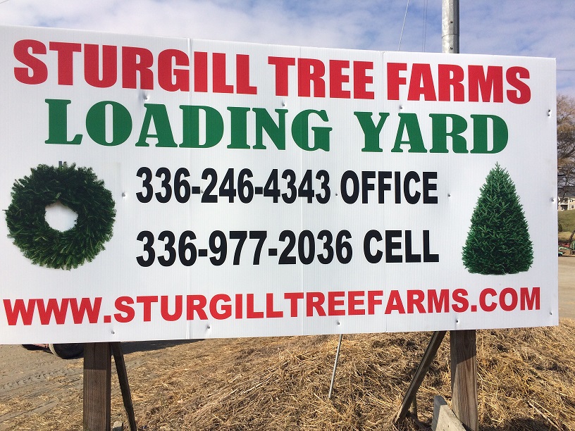 18″ Lengths Straightened & Cut - Goderie's Tree Farm